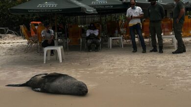 Lobo-marinho descansa em praia de SC e diverte banhistas; VÍDEO