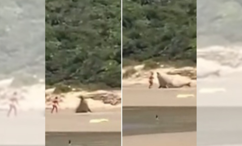 Banhista perturba elefante-marinho em praia de SC; VÍDEO