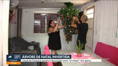 Casal aposta em árvore de Natal invertida para conciliar paixão por gatos com a decoração natalina | Santa Catarina