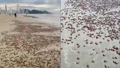 Conchas cobrem faixa de areia na Praia Central de Balneário Camboriú; VÍDEO | Santa Catarina