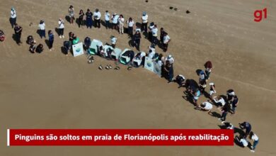 Pinguins soltos em praia de SC têm viagem de volta à Patagônia monitorada por rastreador; VÍDEO