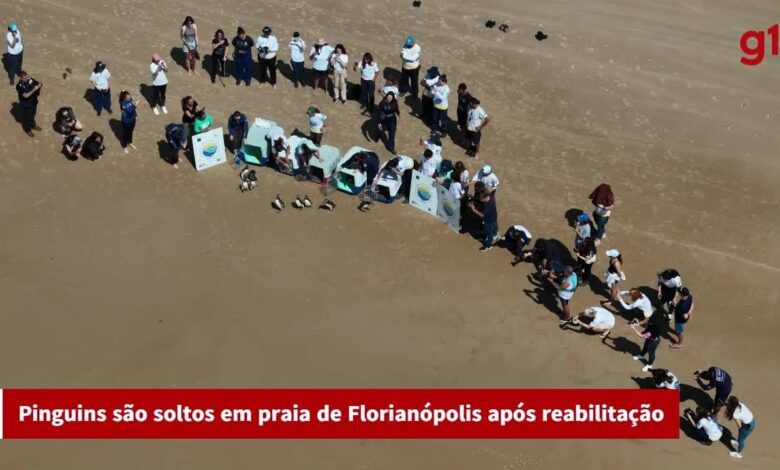 Pinguins soltos em praia de SC têm viagem de volta à Patagônia monitorada por rastreador; VÍDEO