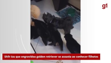 Tutora de Golden que engravidou de Shih Tzu mostra diferenças entre mãe e filhote na mesma idade