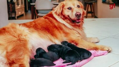 Cães de portes diferentes podem cruzar? Filhotes de Golden Retriever com Shih Tzu viralizaram em 2024