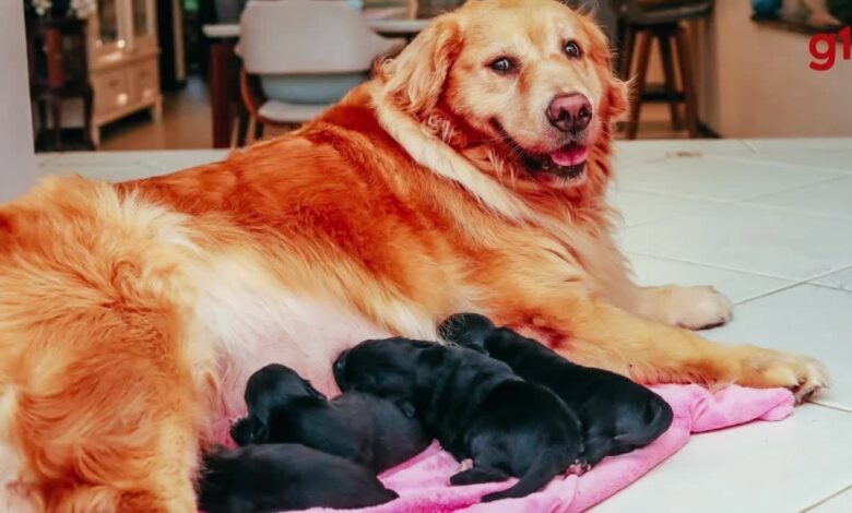 Cães de portes diferentes podem cruzar? Filhotes de Golden Retriever com Shih Tzu viralizaram em 2024