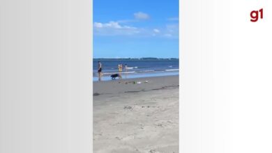 Capivara corre de cães na praia e quase atropela bebê de 1 ano no mar em SC; VÍDEO