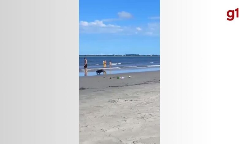 Capivara corre de cães na praia e quase atropela bebê de 1 ano no mar em SC; VÍDEO