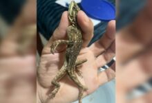 Lagarto de 18 cm é encontrado em SC dentro de contêiner vindo dos EUA