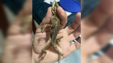 Lagarto de 18 cm é encontrado em SC dentro de contêiner vindo dos EUA