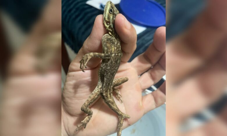 Lagarto de 18 cm é encontrado em SC dentro de contêiner vindo dos EUA