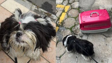 Mulher é detida após deixar cão dentro de carro com vidros fechados por 3h em Balneário Camboriú