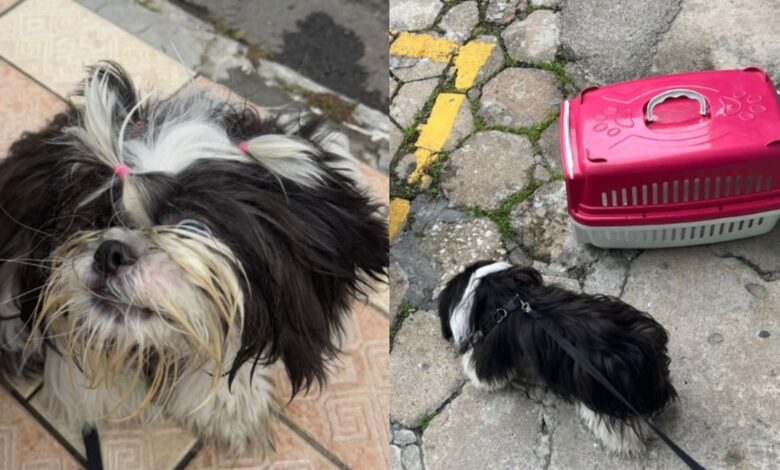 Mulher é detida após deixar cão dentro de carro com vidros fechados por 3h em Balneário Camboriú