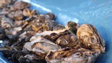 Retirada e venda de moluscos bivalves é suspensa em locais de Florianópolis e Palhoça; veja quais