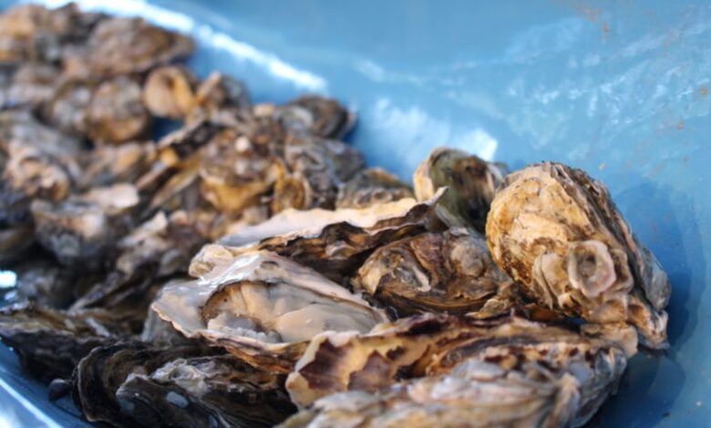 Retirada e venda de moluscos bivalves é suspensa em locais de Florianópolis e Palhoça; veja quais